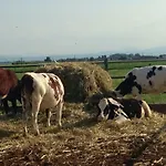 Fattoria Amelia 农家乐