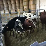 Fattoria Amelia Santa Caterina (Emilia-Romagna)