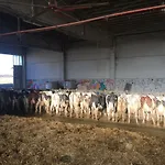 Séjour à la ferme Fattoria Amelia Santa Caterina (Emilia-Romagna)
