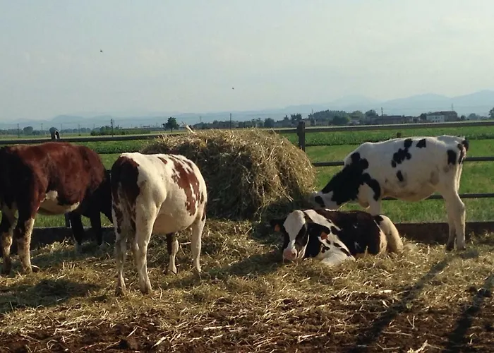 Fattoria Amelia Çiftlik konaklama