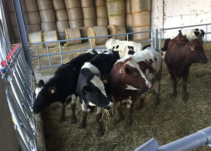 Fattoria Amelia Santa Caterina (Emilia-Romagna)